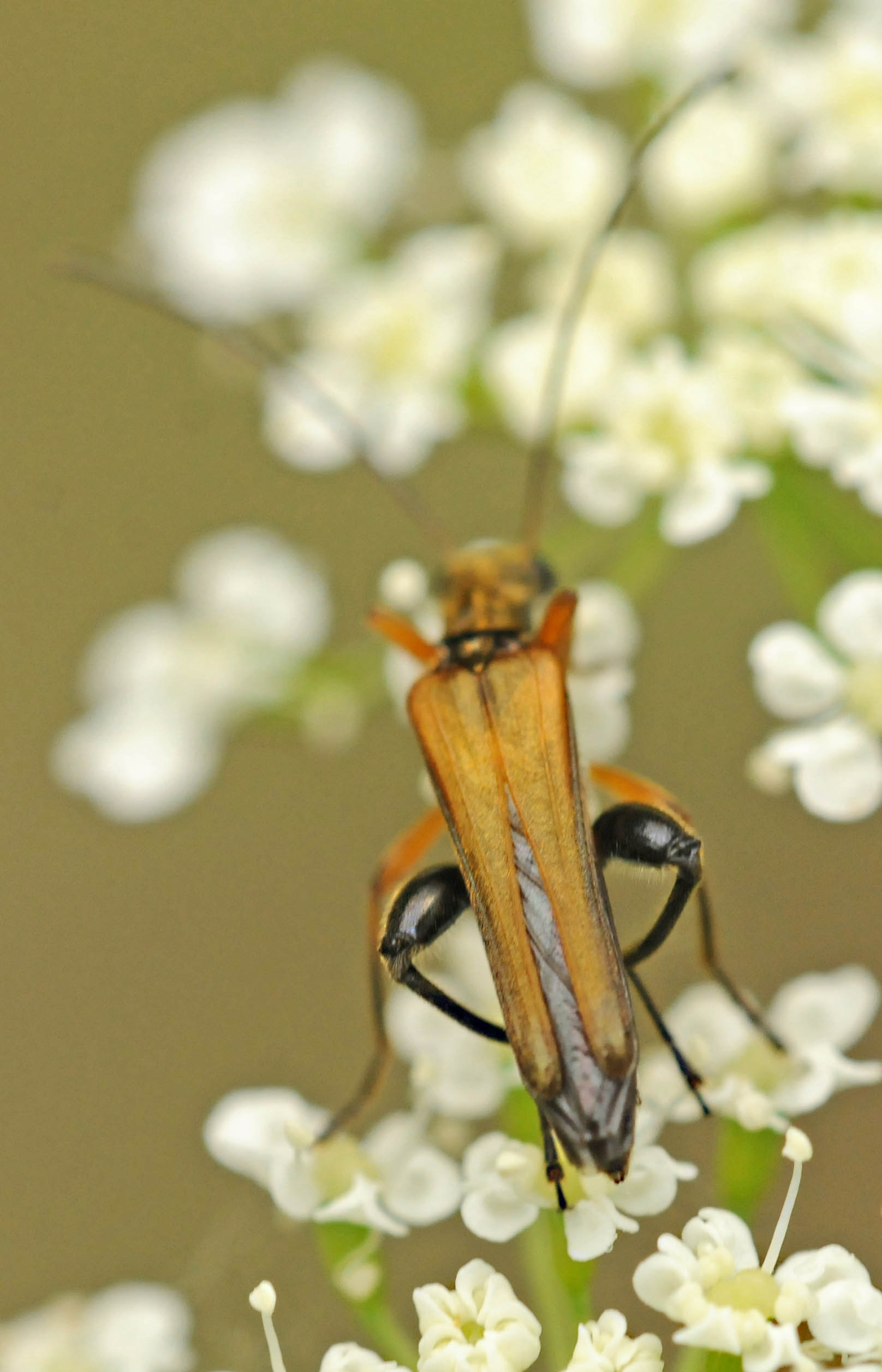 Oedemeridae? Quale?